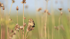 Acrocephalus paludicolameldinė &ndash; nendrinukė