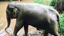 Akimirka i&scaron; Makaliaus kelionės Tailande &bdquo;Chiang Mai&ldquo; dramblių prieglaudoje