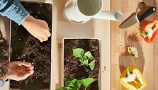 Planting with IKEA