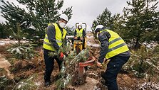 Planting of the pine trees 