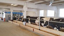 News robots for the cows' well being at Labunava
