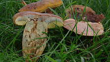 Hortiboletus bubalinus