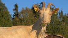 Valerijaus &Scaron;uvalovo ir Irinos Putrimienės &scaron;eimos ūkyje