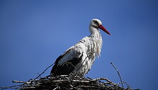 gandras-savo-namuose