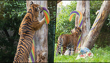 tigers