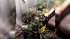 demaskuota-kanapiu-auginimo-laboratorija