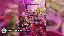 klaipedos-pareigunai-baige-tyrima-del-galimo-neteiseto-narkotiniu-medziagu-platinimo