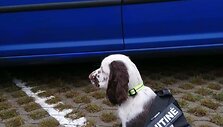 Lietuvos muitinė įsigijo naują &scaron;unį &ndash; anglų springerspanielio kalytę Jogą