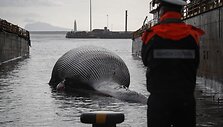 Italijoje rastas milžini&scaron;kas negyvas banginis