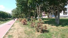 Daugiausia medžių i&scaron;džiūvo Žemaitės gatvėje, netoli daugiabučių namų kvartalų, prie Smilgos upės