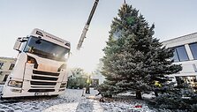 D.Rimeikos nuotr. Klaipėdoje bus tradici&scaron;kai papuo&scaron;ta gyva &Scaron;v. Kalėdų eglė.