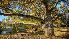 Lietuvos arboristikos centro nuotr.