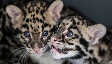 Dūminio leopardo jaunikliai / SEBASTIEN BOZON / AFP