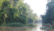 Borneo džiunglių peizažas /  / Chester Zoo/Cover Images