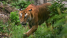 Tigras Nepalo zoologijos sode / Safal Prakash Shrestha / ZUMAPRESS.com
