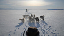 &Scaron;unų kinkinių lenktynės / OLIVIER MORIN / AFP