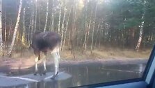 VIDEO kadras: Briedžiai Nidoje