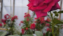 IMG_20240614_133531