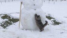 Traupio bendruomenės katinas Pūkis