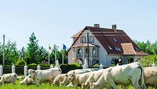 Žiliai augina &Scaron;arolė veislės galvijus, kurių ekologi&scaron;ka mėsa pasižymi ne tik vertingomis maistinėmis, bet ir puikiomis skoninėmis savybėmis.