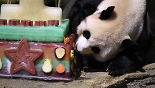 Va&scaron;ingtono zoologijos sodas &scaron;venčia pandos gimtadienį