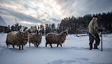 Žiema Romualdo ir Antaninos sodyboje Musteikoje
