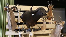 Raudondvaryje &ndash; grandiozinė medžioklės trofėjų paroda