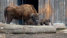 Lietuvos zoologijos sode gimė stumbriukas