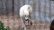 Lietuvos zoologijos sode &ndash; gausus būrys jauniklių