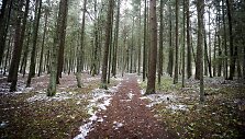 Ilgesingas Varnikų &scaron;auksmas: pasigrožėti &scaron;lapiu sniegu apdribusia gamta