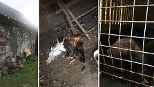 Pikelių kaime ar&scaron;i kiaunė papjovė net 11 Sirjatavičių &scaron;eimos vi&scaron;tų. Įdomiausia tai, kad plė&scaron;ikė į tvartą įsliūkino naktį, ją besidarbuojant pričiupo ūkio &scaron;eimininkai, tačiau pričiuptoji nebėgo, o&hellip; kovėsi dėl vi&scaron;tų. 