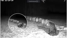 Ignalinos rajone medų i&scaron; avilių tris paras vogė me&scaron;ka