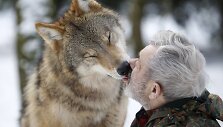 Vilkas laižo jį prižiūrintį tyrėją Vokietijoje