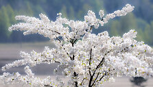 Žydinčios sakuros Kretingoje, Japoni&scaron;kame sode
