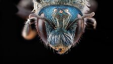 Osmia Distincta