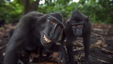 Besi&scaron;ypsančios makakos Tangkoko nacionaliniame parke Indonezijoje