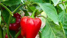 Raudonoji paprika