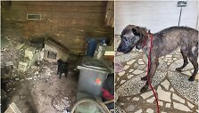 Kai&scaron;iadoryse i&scaron;gelbėti tamsoje tvarte laikyti i&scaron;badėję &scaron;unys