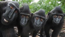 Besi&scaron;ypsančios makakos Tangkoko nacionaliniame parke Indonezijoje