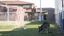 Australijoje kengūra i&scaron;bėgo į futbolo aik&scaron;tę