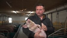 Kiaules tik per televizorių matęs lietuvis Ričardas Danijoje tapo fermos vir&scaron;ininku