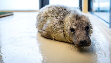 Kiek daugiau nei 12 kg sveriantis ruoniukas aptiktas kovo 11-ąją.