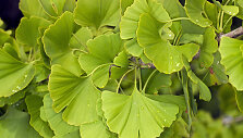 Dviskiaučio ginkmedžio lapai