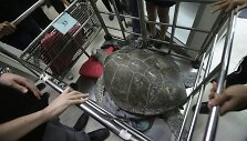 Tailande veterinarai i&scaron; vėžlio skrandžio pa&scaron;alino 915 monetų