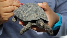 Vienas i&scaron; Galapagų oro uoste lagamine rastų vėžlių jauniklių