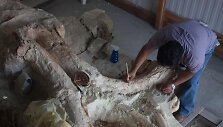 Paleontologai Meksikoje valo prie&scaron; metus rastus mamuto griaučius