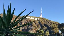 &bdquo;Hollywood&ldquo; virto &bdquo;Hollyweed&ldquo;