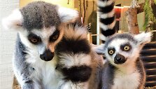 &bdquo;Zoopark&ldquo; džiaugiasi pasaulį i&scaron;vydusiais katinių lemūrų jaunikliais