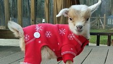 &bdquo;Goats of Anarchy&ldquo; &ndash; fermoje kaip augintiniai Naujajame Džersyje laikomos ožkos 