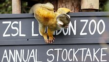 Kasmetinis gyvūnų sura&scaron;ymas Londono zoologijos sode